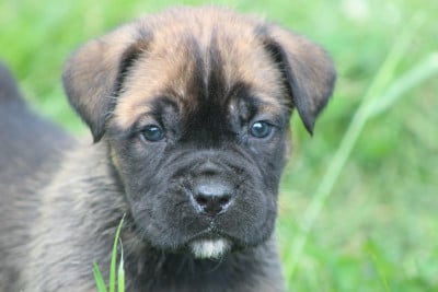 Les chiots de Cane Corso