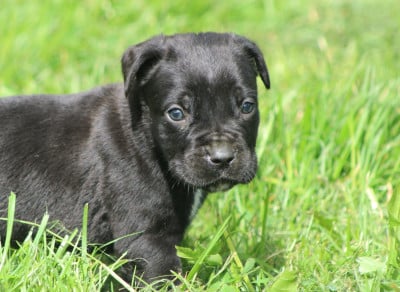 Les chiots de Cane Corso