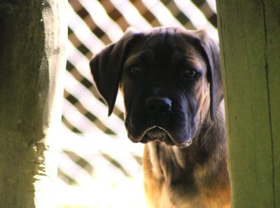 Les chiots de Cane Corso