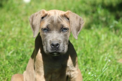 Les chiots de Cane Corso