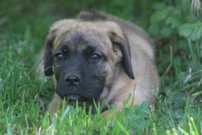 Les chiots de Cane Corso