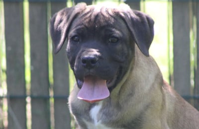 Les chiots de Cane Corso