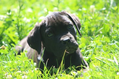 Les chiots de Cane Corso