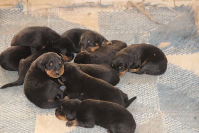 Les chiots de Berger de Beauce