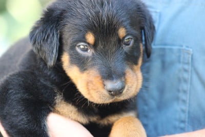 Les chiots de Berger de Beauce
