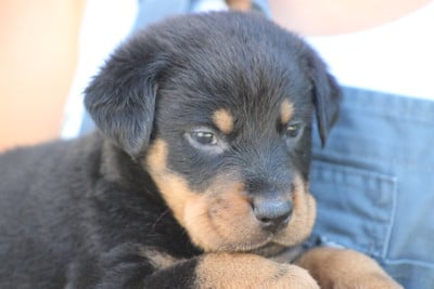 Les chiots de Berger de Beauce