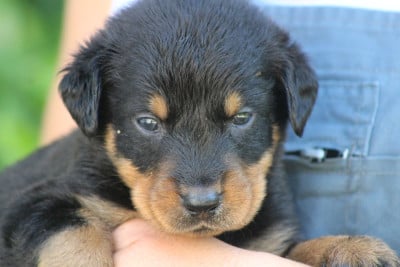 Les chiots de Berger de Beauce