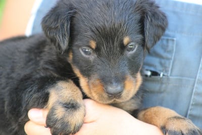 Les chiots de Berger de Beauce