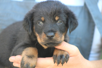 Les chiots de Berger de Beauce