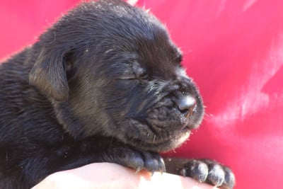 Les chiots de Cane Corso