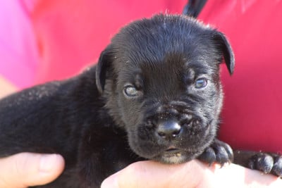 Les chiots de Cane Corso