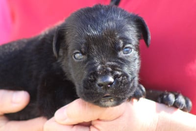 Les chiots de Cane Corso