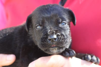 Les chiots de Cane Corso
