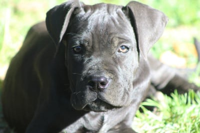 Les chiots de Cane Corso