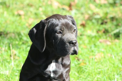 Les chiots de Cane Corso