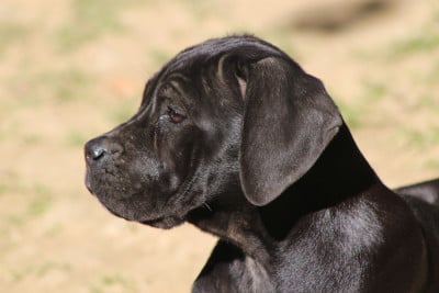 Les chiots de Cane Corso