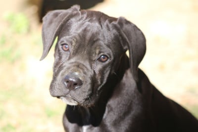 Les chiots de Cane Corso