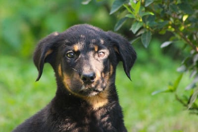 Les chiots de Berger de Beauce