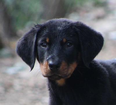Les chiots de Berger de Beauce