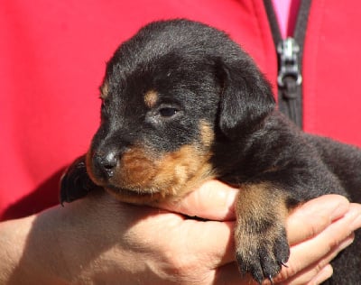 Les chiots de Berger de Beauce