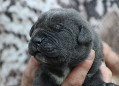 Les chiots de Cane Corso