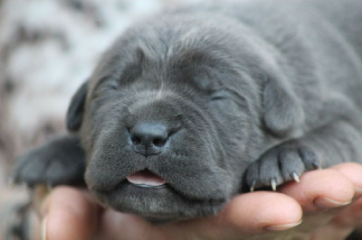 Les chiots de Cane Corso