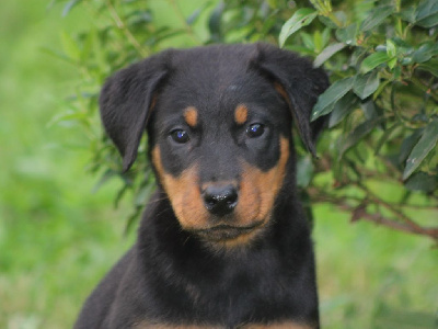 Les chiots de Berger de Beauce