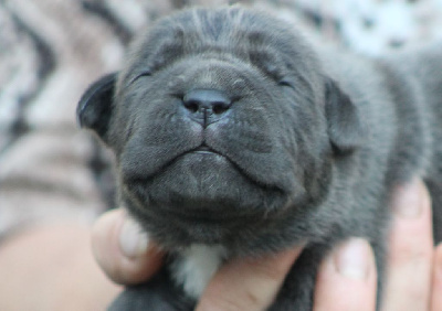 Les chiots de Cane Corso