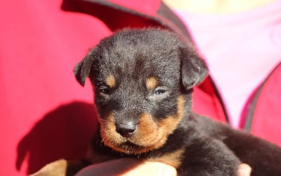 Les chiots de Berger de Beauce