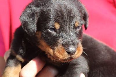 Les chiots de Berger de Beauce