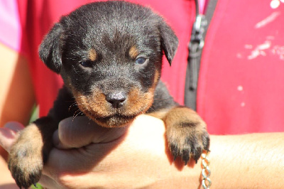 Les chiots de Berger de Beauce