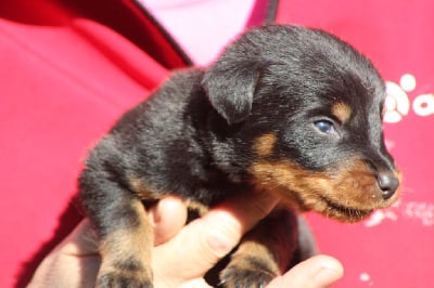 Les chiots de Berger de Beauce