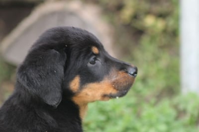 Les chiots de Berger de Beauce