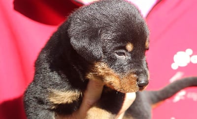 Les chiots de Berger de Beauce