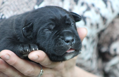 Les chiots de Cane Corso