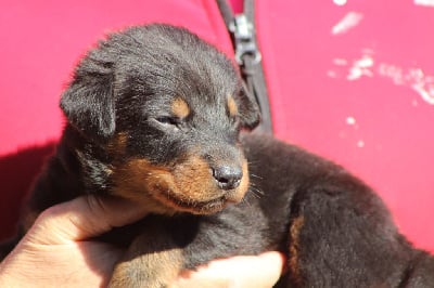 Les chiots de Berger de Beauce