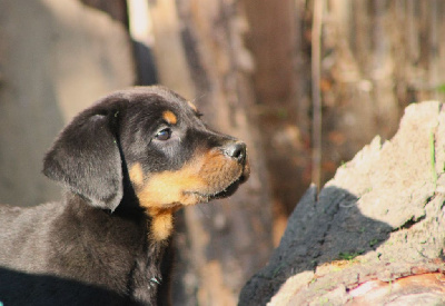 Les chiots de Berger de Beauce