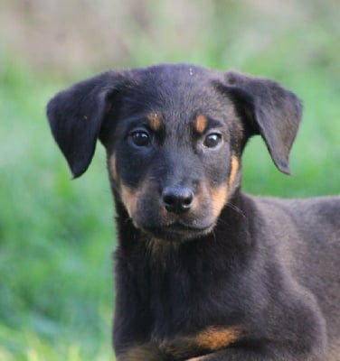 Les chiots de Berger de Beauce