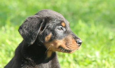 Les chiots de Berger de Beauce