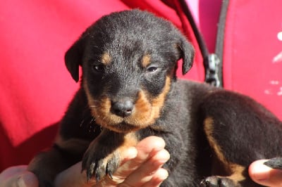 Les chiots de Berger de Beauce