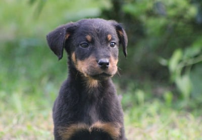 Les chiots de Berger de Beauce