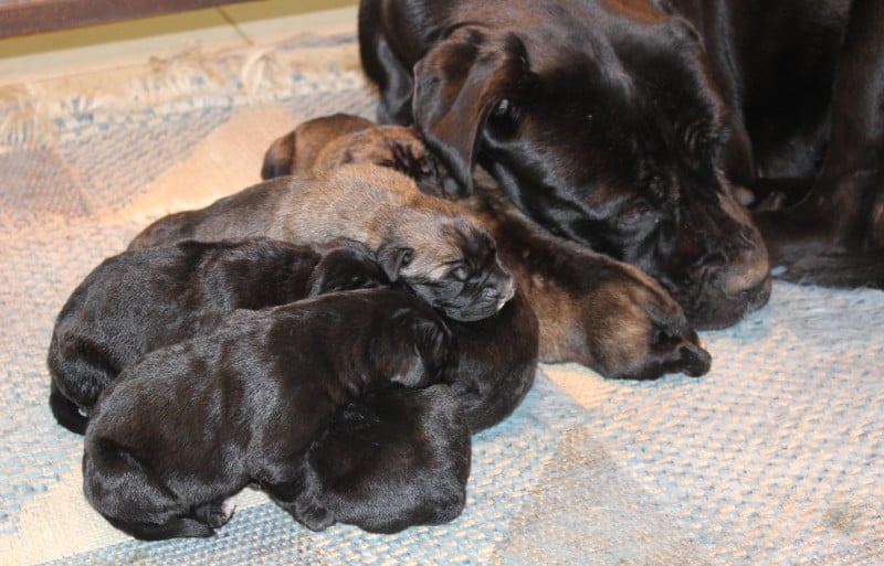 Cane Corso - de Genevayse