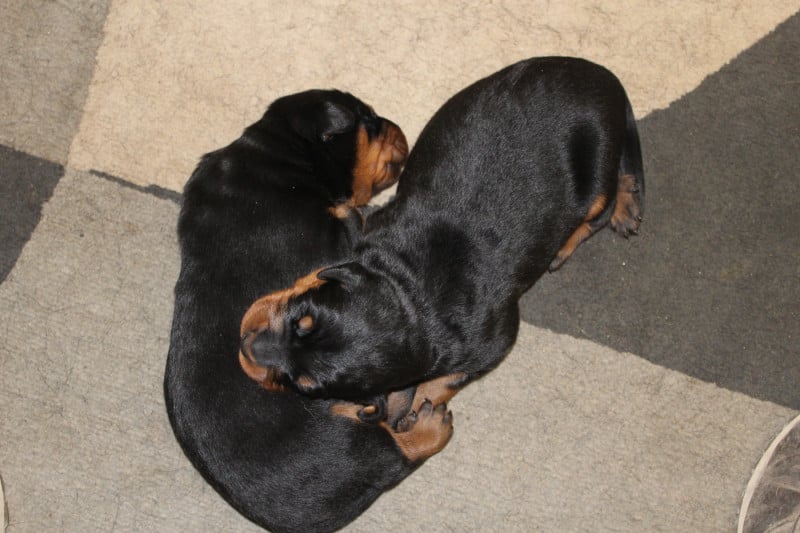 Berger de Beauce - de Genevayse