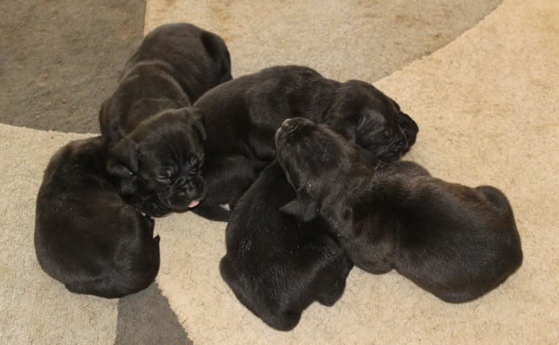 Cane Corso - de Genevayse