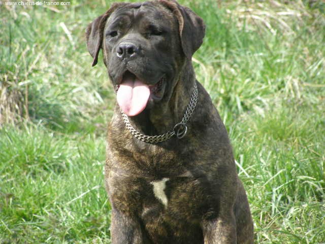 Bodega de Genevayse - 1er Trés bon classe jeune femelle