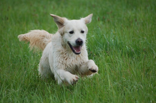 seven's dream Diamond dust