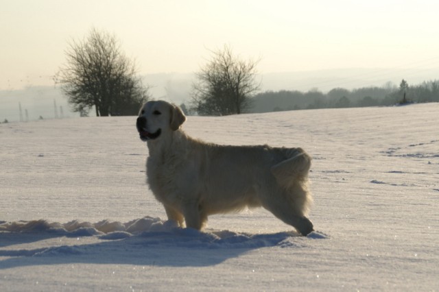 seven's dream Diamond dust