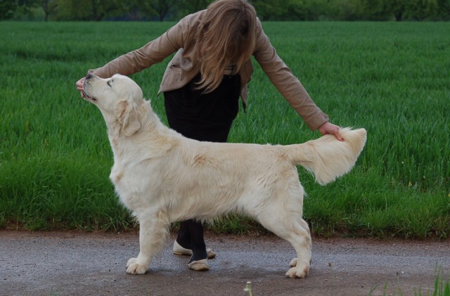 seven's dream Diamond dust