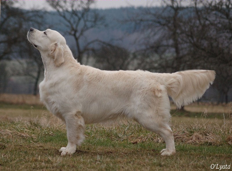 seven's dream Diamond dust