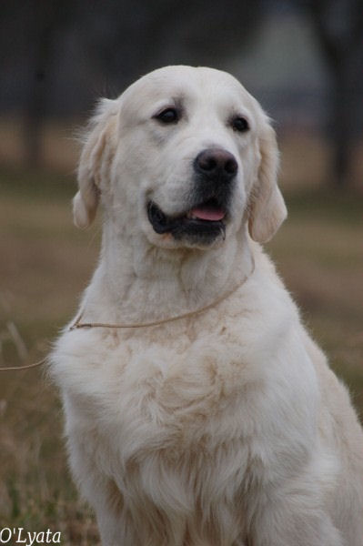 seven's dream Diamond dust